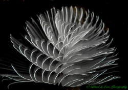 Feather duster moving with the current in an image conver... by Gabriel De Leon Jr 